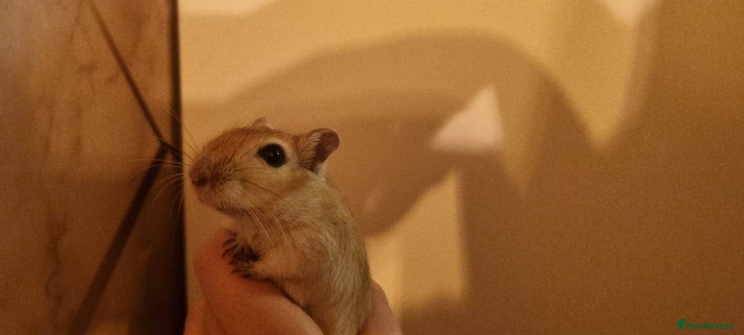 Gerbil rodents for sale: 2 gerbils - Advert 2