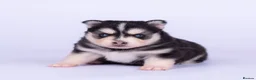Pomsky dogs for sale: 5 girls and 3 boys are searching for 5 star homes - Advert 13