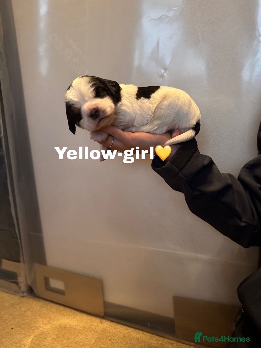 Cockalier dogs for sale: working cocker spaniel  - Image 33