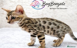 Bengal cats for sale: Champion line Superb Bengal Kittens  - Image 19