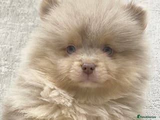 Pomeranian dogs FLUFFY TEDDY BEAR POMERANIANS 🐻 - Advert 2