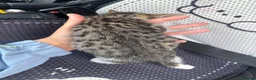 Mixed Breed cats for sale: Kittens for sale  in Telford - Advert 10