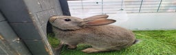 Mixed Breed rabbits for sale: Beautiful Rabbits - READY TO RESERVE - Advert 11