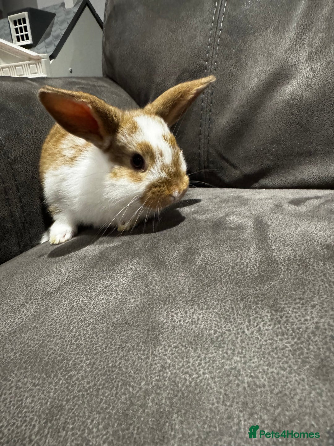 Mini Lop rabbits for sale: Stunning Mini Lop Bucks  - Image 16
