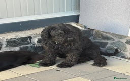 Hungarian Puli dogs for adoption: Beautiful Snoopy needs hugs! - Image 6
