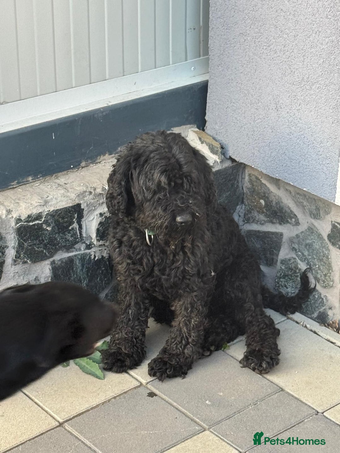 Hungarian Puli dogs for adoption: Beautiful Snoopy needs hugs! - Image 6