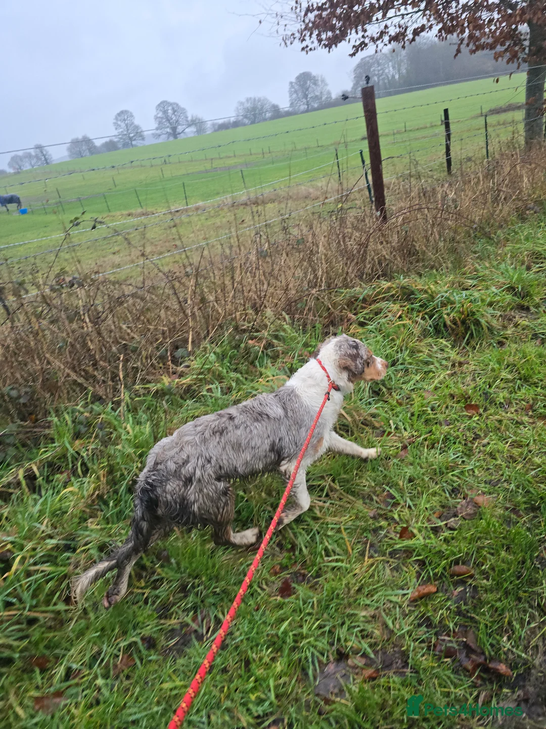 Mixed Breed dogs for sale: Clumber cross - Advert 2