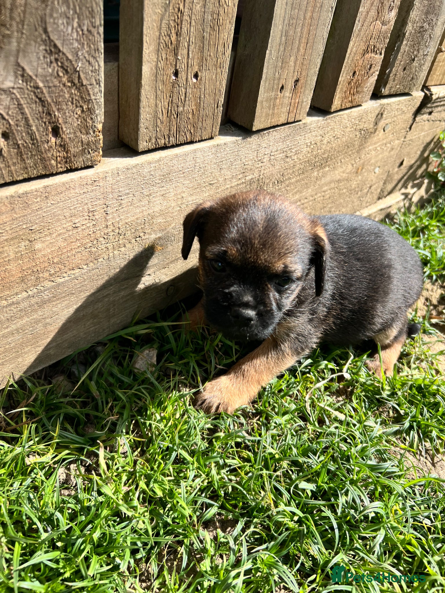 Border Terrier dogs Border Terrier Puppie ⭐️one bitch left ⭐️ - Advert 20