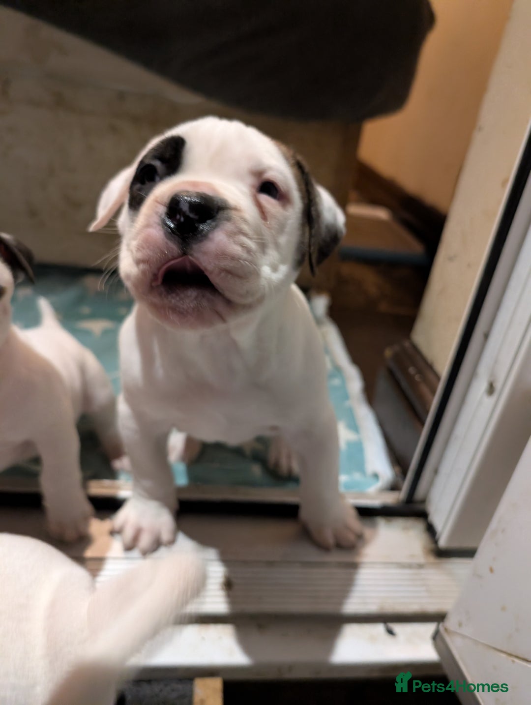 American Bulldog dogs for sale: Johnson American bulldog pups (ready to leave)  - Image 20