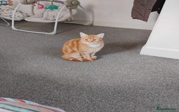 British Shorthair cats for sale: Archie - Image 4