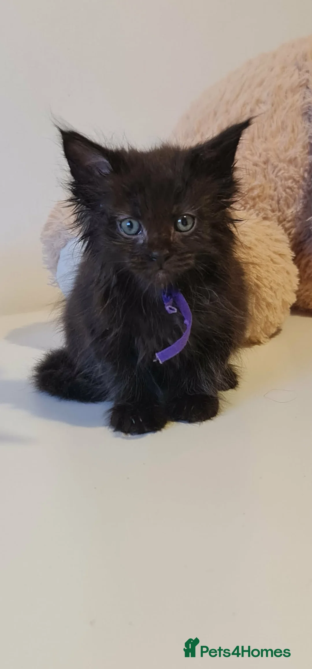 Maine Coon cats for sale: Big Ears & Fluffy Coats – Maine Coon Kittens  - Advert 39
