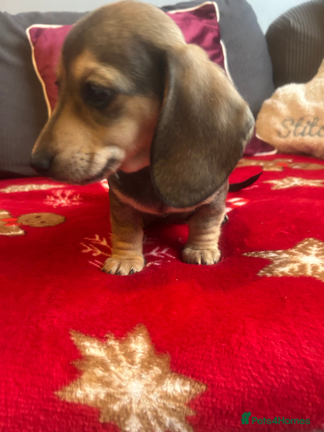 Miniature Dachshund dogs for sale: Miniature dachshund puppy’s  - Advert 24