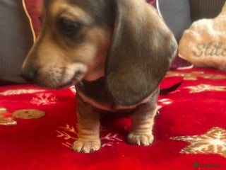 Miniature Dachshund dogs Miniature dachshund puppy’s ready to leave 11/12 - Advert 9