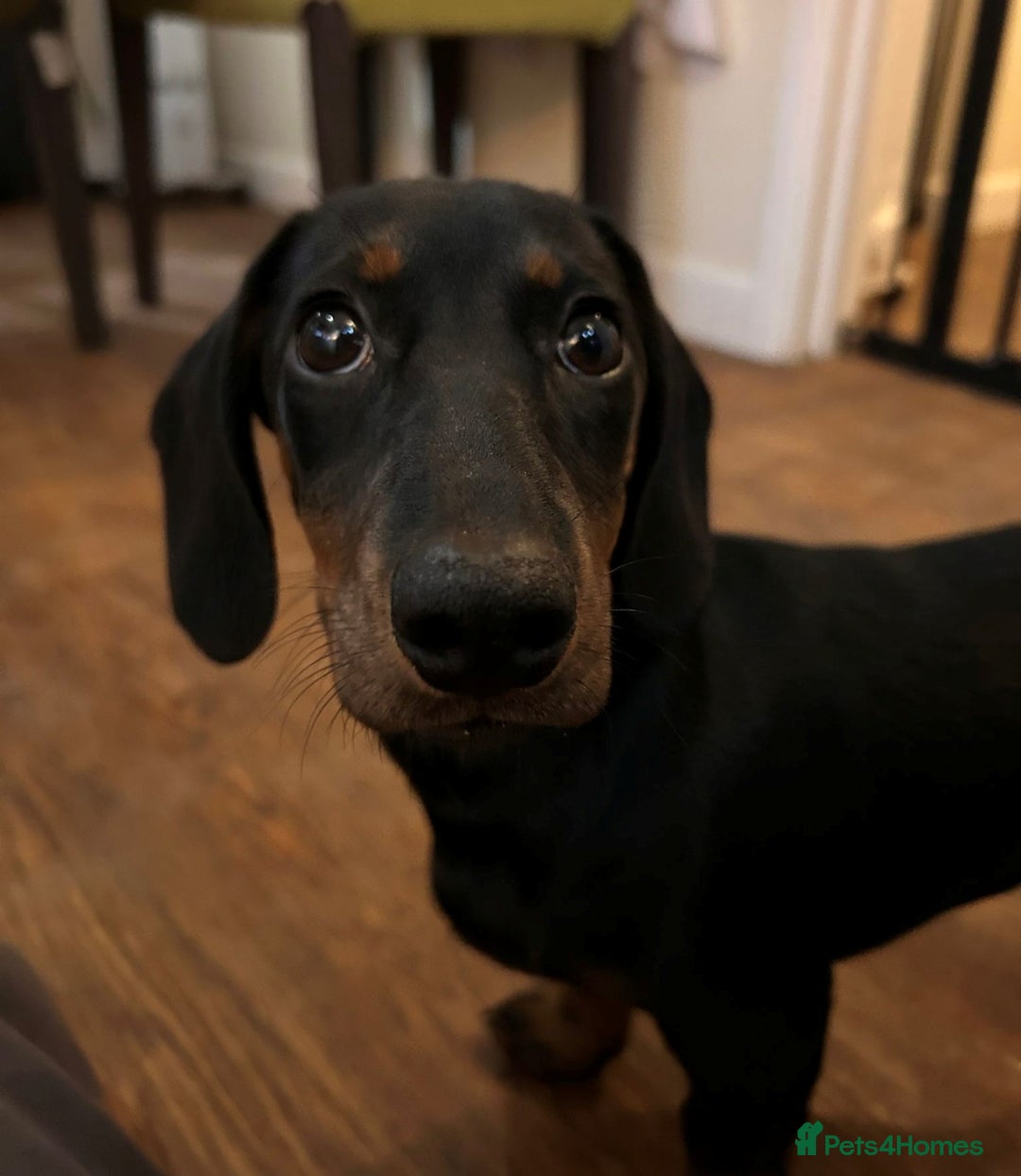 Miniature Dachshund dogs for sale: 4 month old Black and Tan Miniature Dachshund - Advert 1