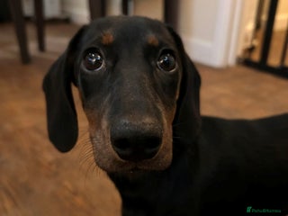 Miniature Dachshund dogs 4 month old Black and Tan Miniature Dachshund - Advert 3