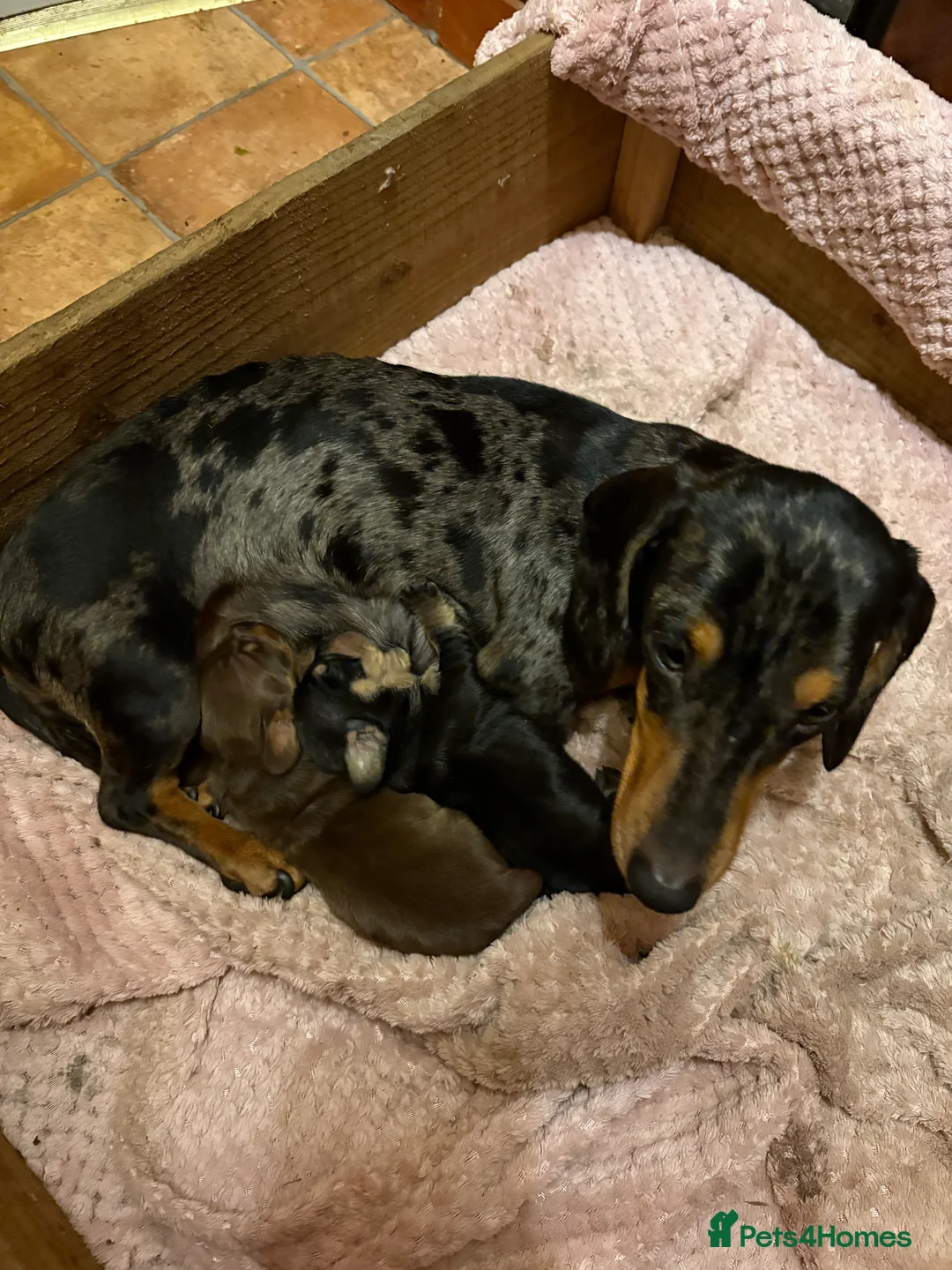 Miniature Dachshund dogs for sale: Miniature Dachshund - Advert 1