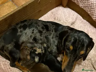 Miniature Dachshund dogs Miniature Dachshund - Advert 2