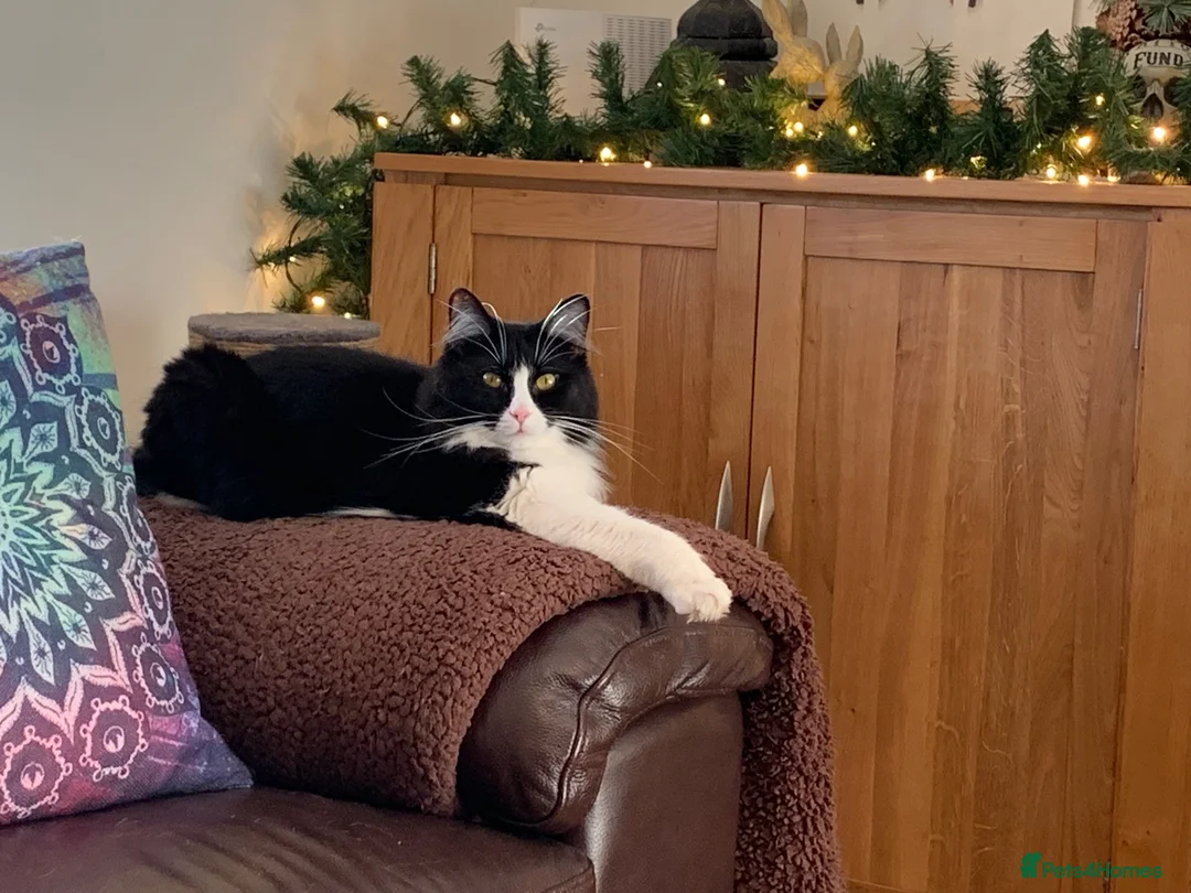 Mixed Breed cats for sale: Beautiful cats that need a new home in Dudley - Advert 2