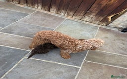 Cavapoo dogs for sale: 2 boys left looking for there forever homes - Image 19