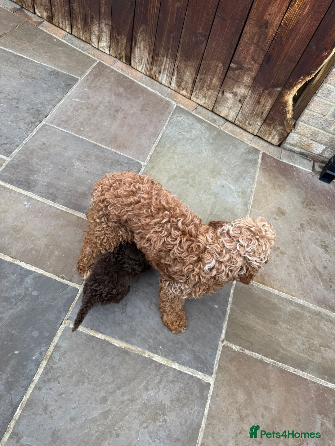 Cavapoo dogs for sale: 2 boys left looking for there forever homes - Image 19