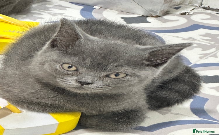 British Shorthair cats - Advert 11