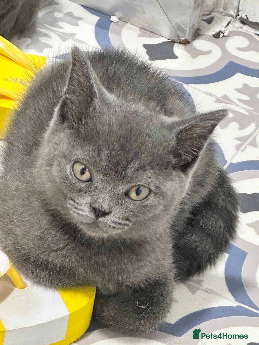British Shorthair cats for sale: British shorthair kittens  - Image 1