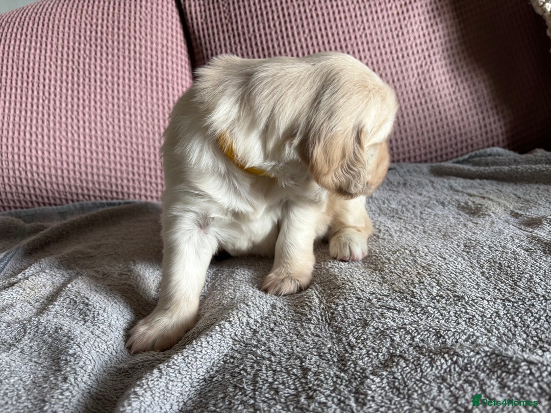 Golden Retriever dogs for sale: 3 beautiful Golden Retriever puppies  - Image 7