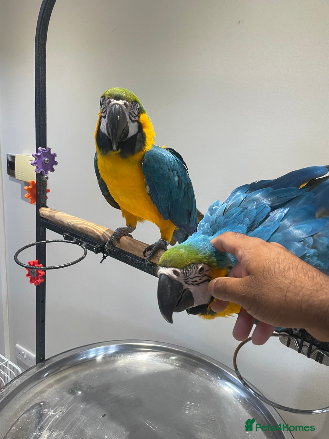 Macaws birds for sale: Ready Baby HandReared Super Tame Blue & Gold Macaw - Image 10