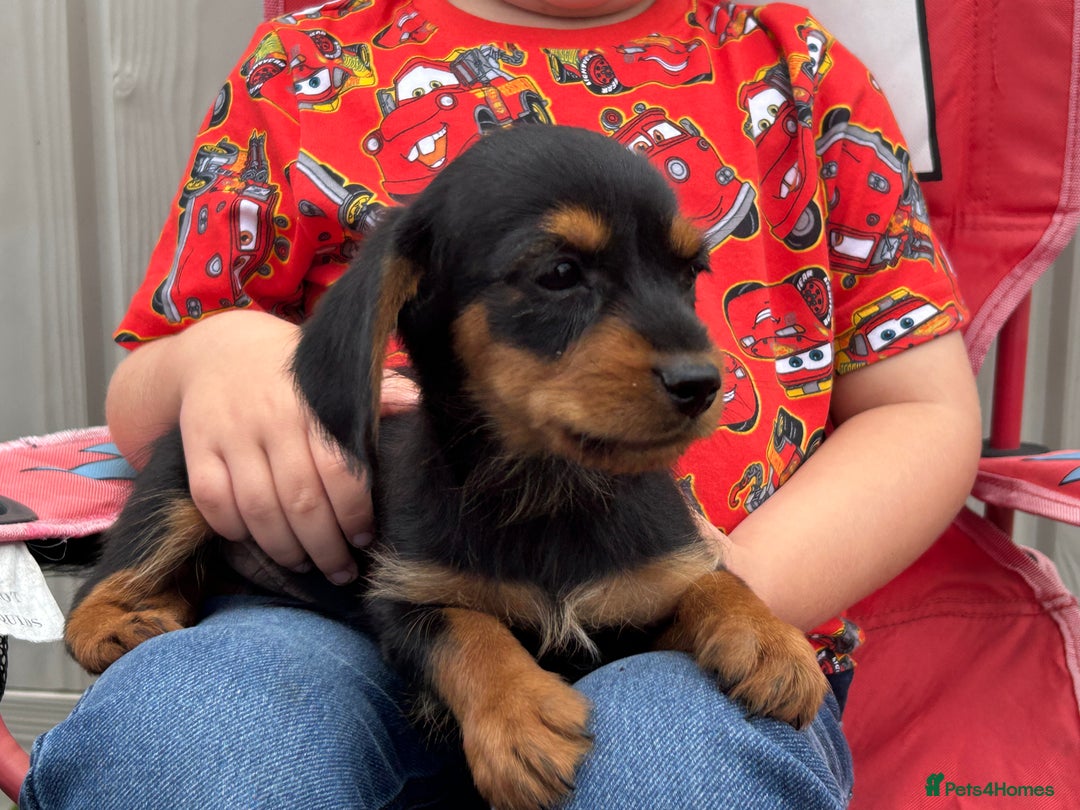 Mixed Breed dogs for sale: Dorkie puppies - Image 7