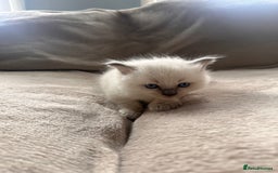 Ragdoll cats for sale: Ragdoll kittens for sale  - Image 5