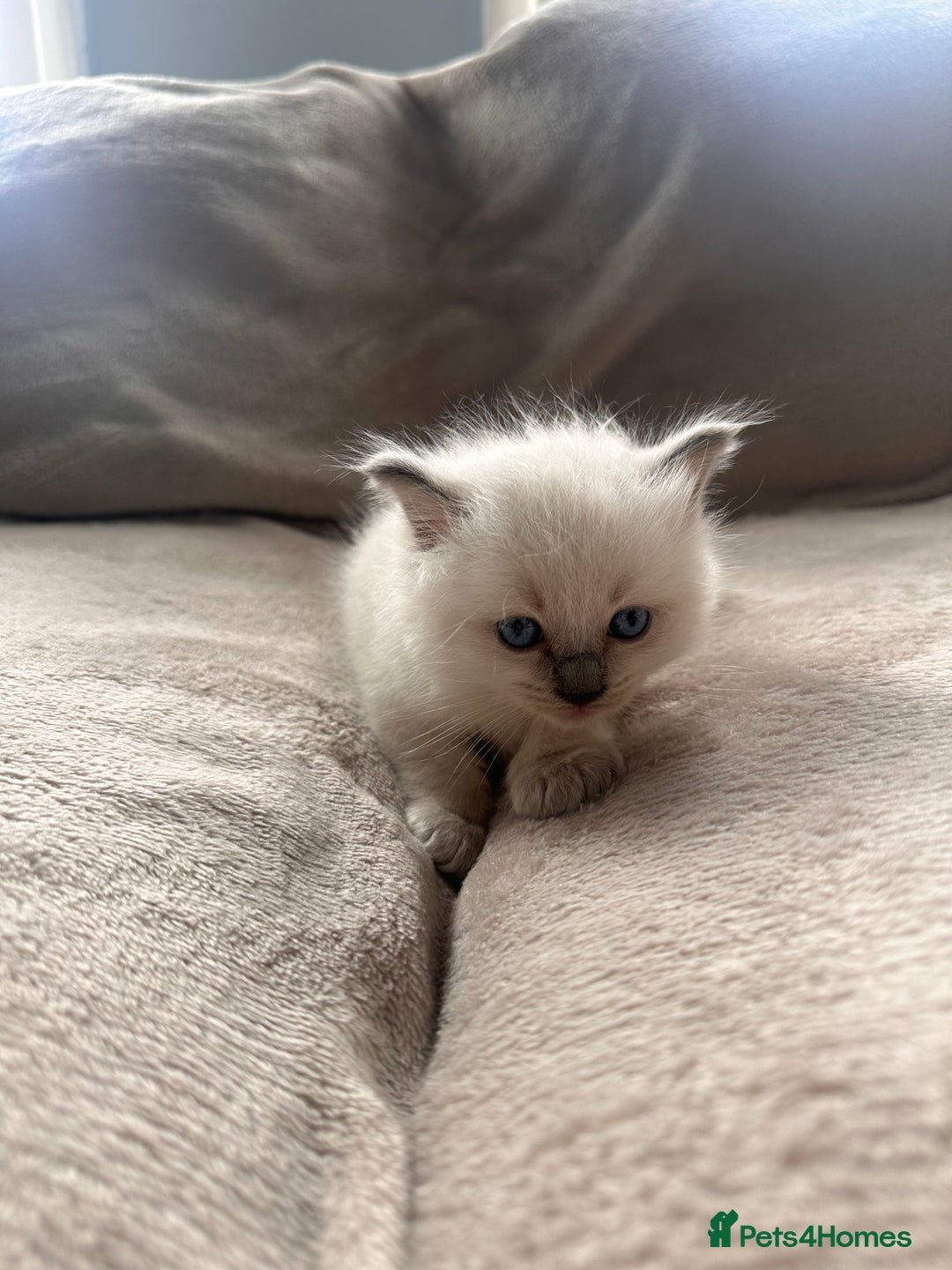 Ragdoll cats for sale: Ragdoll kittens for sale  - Image 5