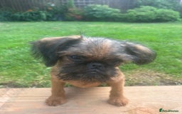 Griffon Bruxellois dogs for sale: Exceptional Brussels Griffon Puppies - Image 9