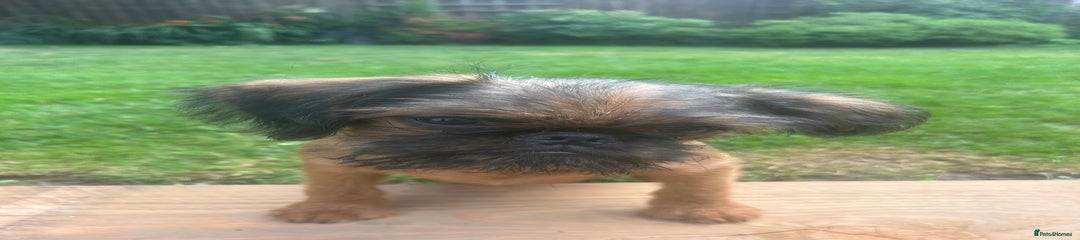 Griffon Bruxellois Puppy 1