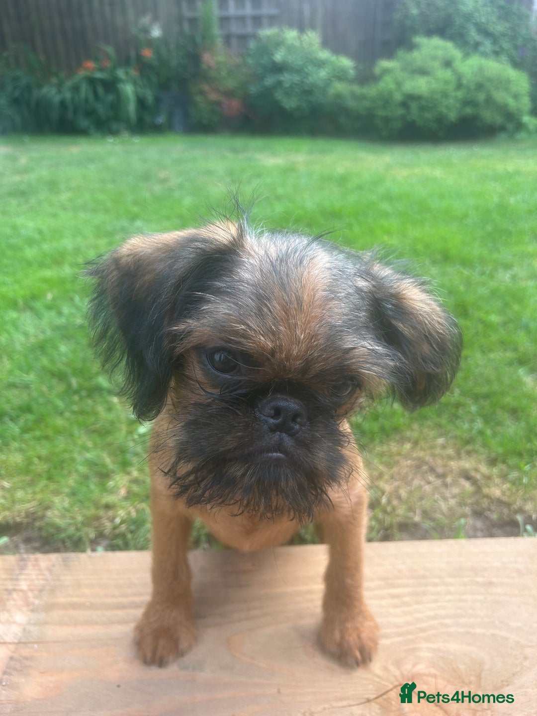 Griffon Bruxellois dogs for sale: Exceptional Brussels Griffon Puppies - Image 9