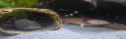 Axolotl reptiles for sale: Two axolotls - Advert 4