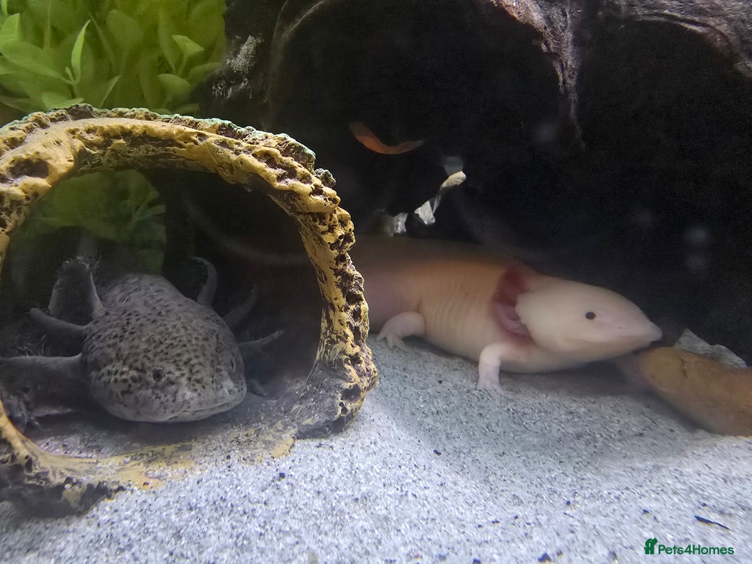Axolotl reptiles for sale: Two axolotls - Advert 4