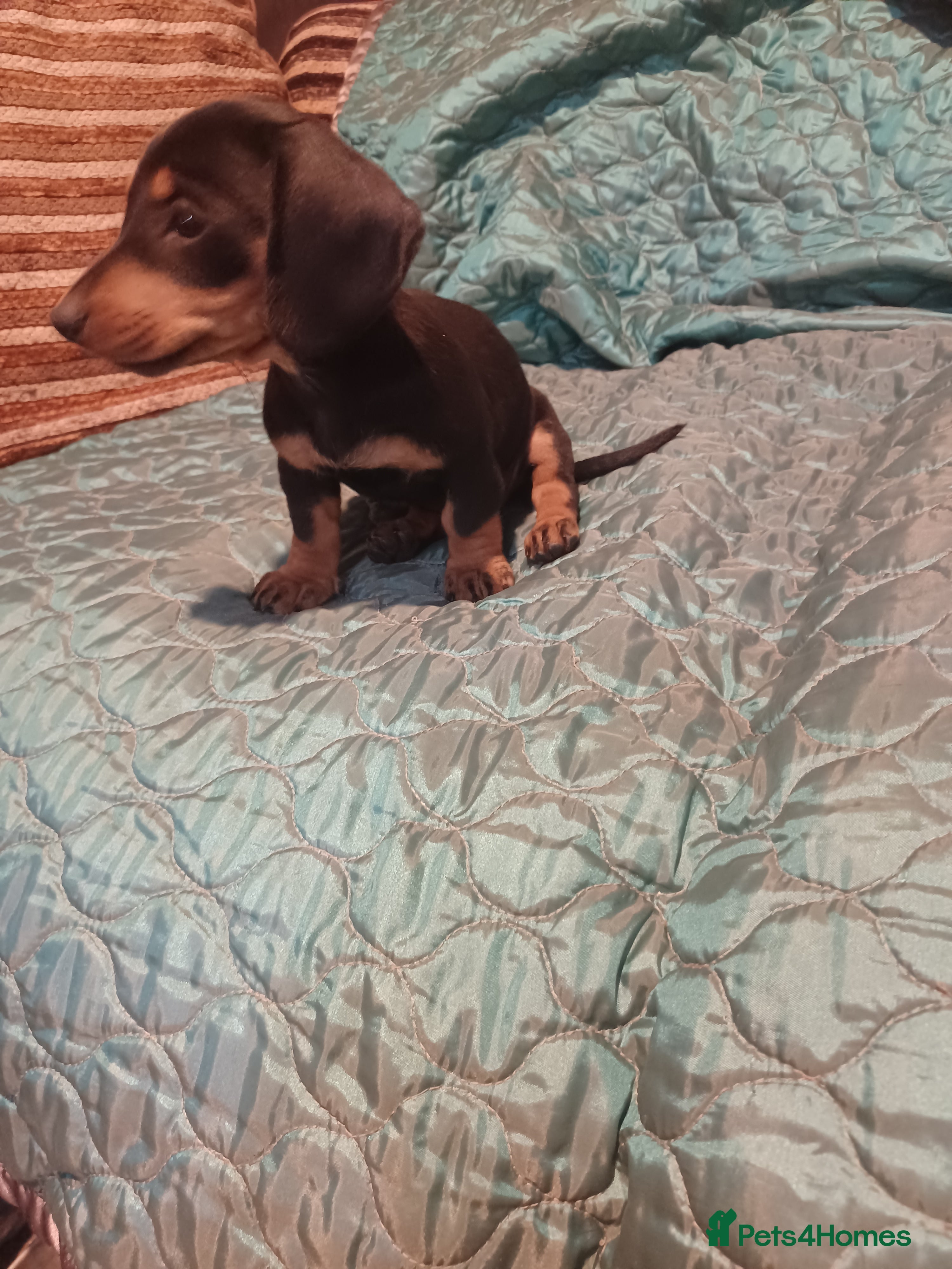 Dachshund dogs 1 Downs Hoppit,Hamlet Hill,Roydon, Cm195jy  - Advert 2