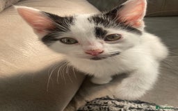 Domestic Shorthair cats for sale: Lovely funny little kittens  - Image 11