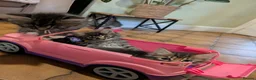 Maine Coon cats for sale: Ragdoll and Mane Clone mix parent  in Perth - Advert 3