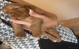 Cocker Spaniel dogs for sale: Beautiful KC working cocker spaniel puppies.  - Image 8