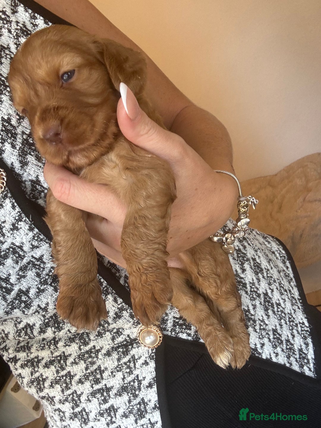 Cocker Spaniel dogs for sale: Beautiful KC working cocker spaniel puppies.  - Image 8