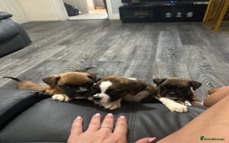Boxer dogs for sale: 6 boxer pups available in three weeks time 🐾 - Image 4