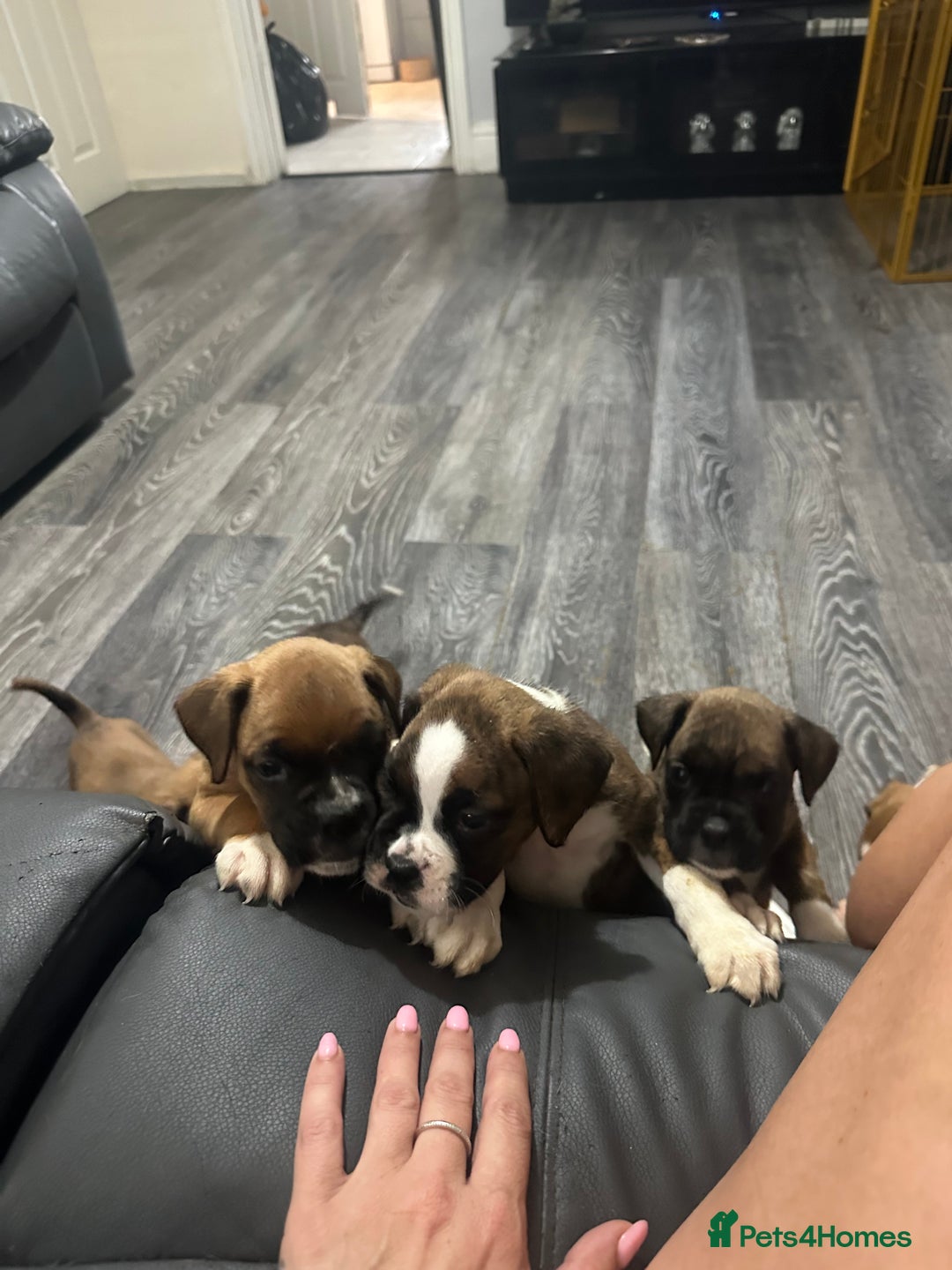 Boxer dogs for sale: 6 boxer pups available in three weeks time 🐾 - Image 4