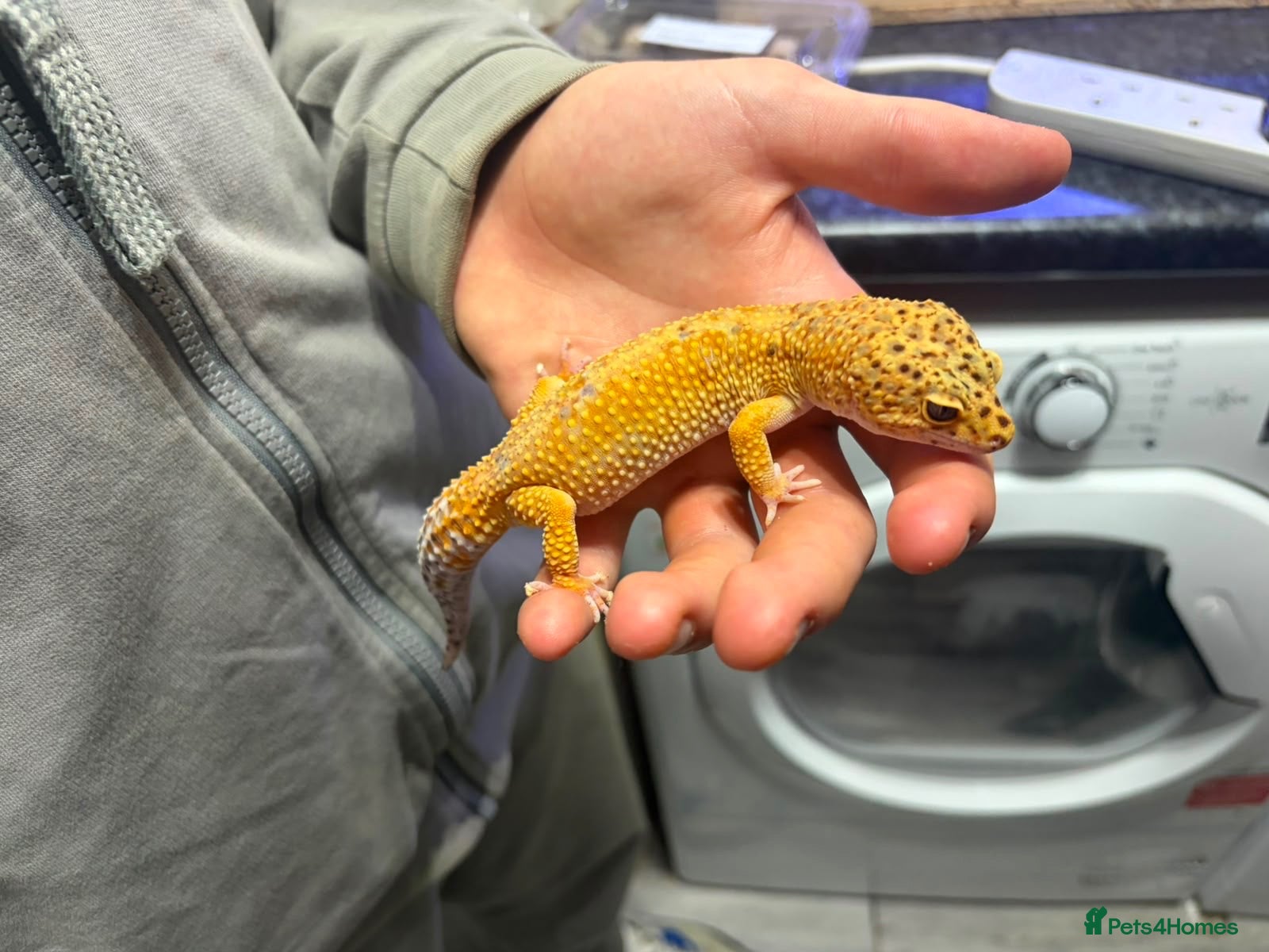 Leopard Gecko reptiles Male leopard gecko - Advert 3