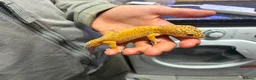 Leopard Gecko reptiles for sale: Male leopard gecko - Advert 1