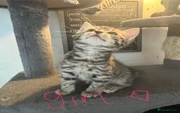 Mixed Breed cats for sale: 6 Stunning kittens ready now! 🤍 🐈 🤍 - Image 4