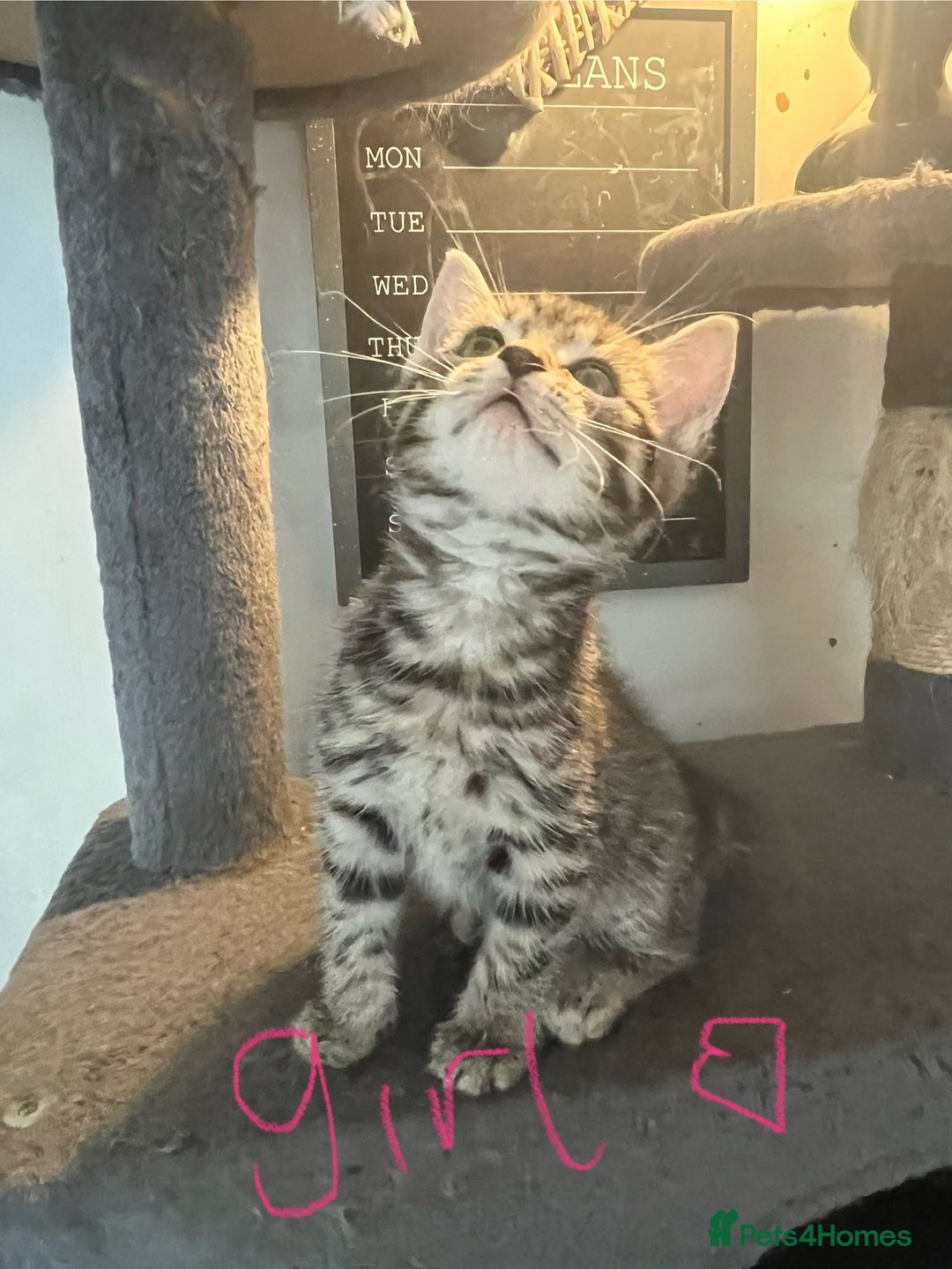 Mixed Breed cats for sale: 6 Stunning kittens ready now! 🤍 🐈 🤍 - Image 4