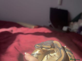 Python Snake reptiles - Advert 4