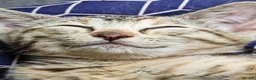 Mixed Breed cats for sale: Best Friends in Training! Bengal x sphynx  - Advert 18