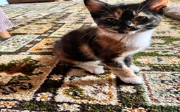 Mixed Breed cats for sale: Beautiful Tortoise ginger female kitten  - Image 2